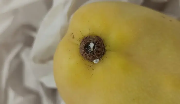 В Красноярск привезли почти 12 тонн зараженного вредителем манго