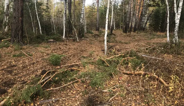Банду «черных» лесорубов осудят за воровство древесины под Красноярском