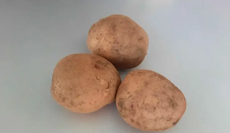В Монголию планируют поставлять картофель из Красноярского края