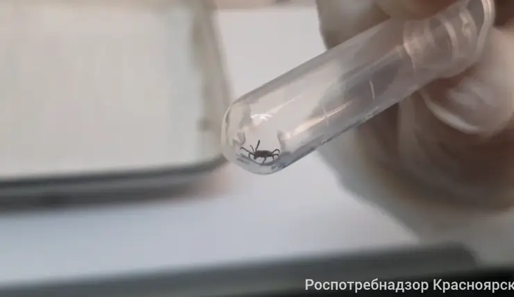 В Красноярске пройдет горячая линия по профилактике клещевого энцефалита
