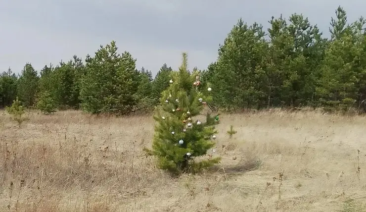В Красноярском крае в лесу обнаружили опасную ель