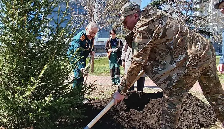 В Красноярске высадили уникальное «Дерево Победы»