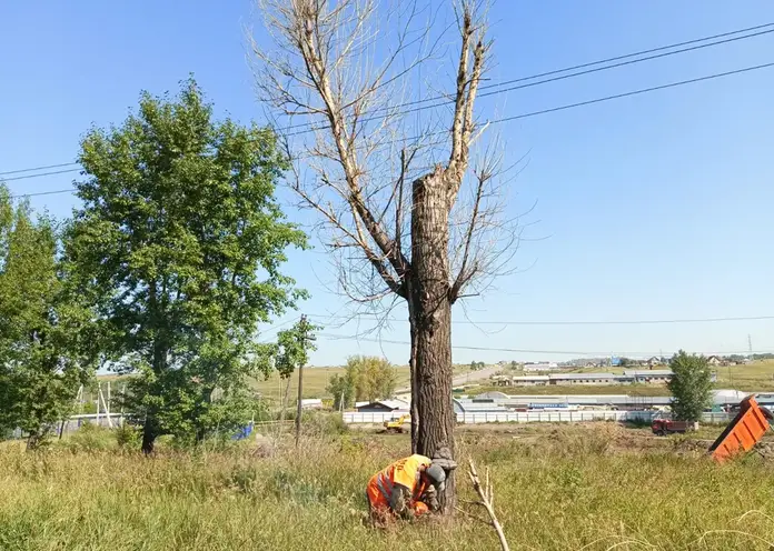 В Красноярске продолжают сносить сухостойные деревья