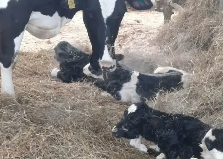 На ферме в Красноярском крае корова родила тройню