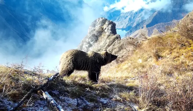 На юге Красноярского края проснулись медведи