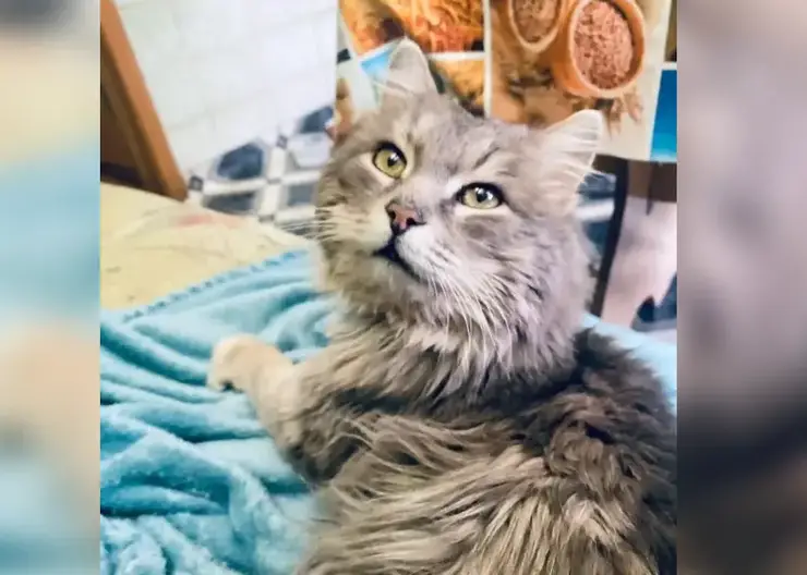 Красноярка спустя шесть лет нашла пропавшего во время переезда кота