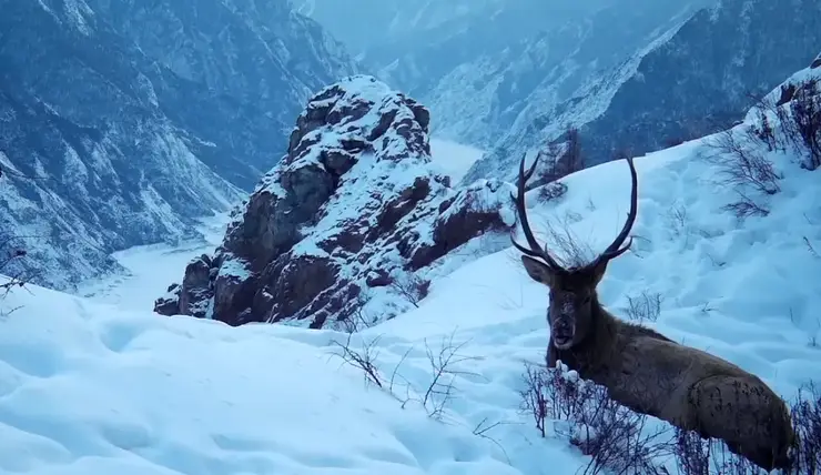 В заповеднике на юге Красноярского края показали отдыхающего на фоне гор марала