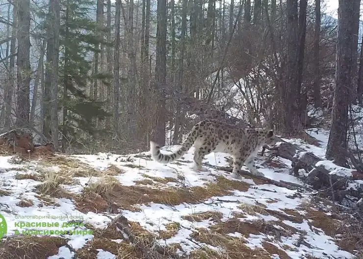 В заповеднике на юге Красноярского края сняли снежного барса во время прогулки по своей территории
