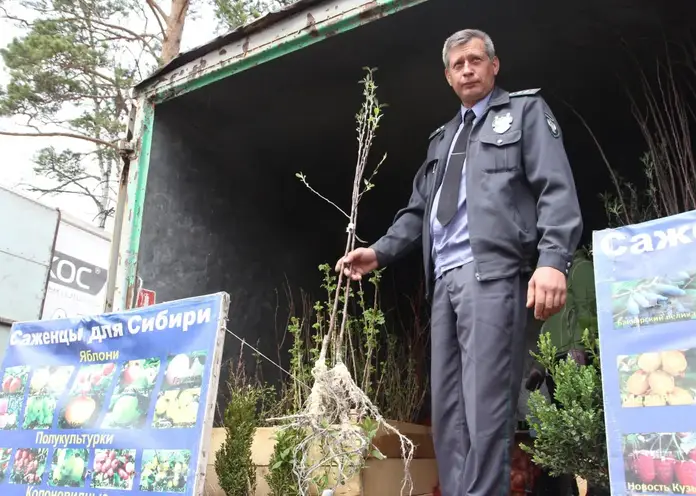 В Красноярске выявили более 600 саженцев плодовых культур несуществующих сортов