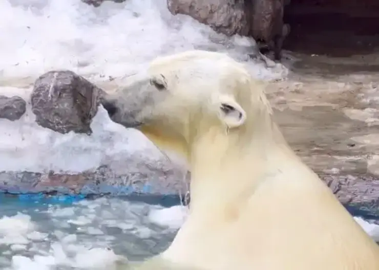 Белые медведи красноярского «Роевого ручья» открыли купальный сезон