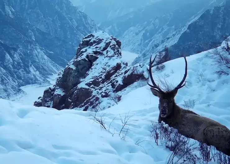 В заповеднике на юге Красноярского края показали отдыхающего на фоне гор марала