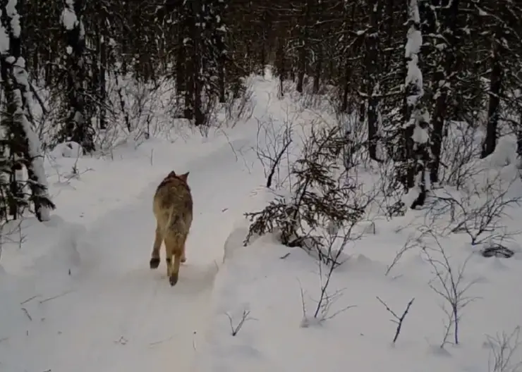 В заповеднике на севере Красноярского края показали путешествующих волка и росомаху