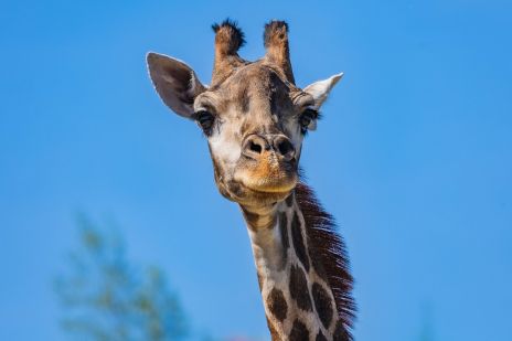 Пятнистые красавицы: в «Роевом ручье» рассказали о жизни южноафриканских животных