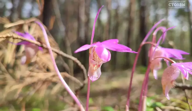 В нацпарке «Красноярские Столбы» зацвела краснокнижная орхидея