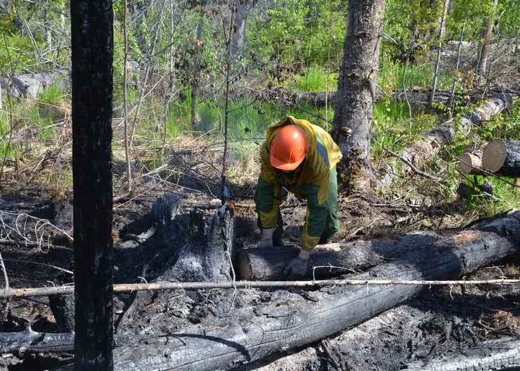За сутки в Красноярском крае потушили 4 лесных пожара