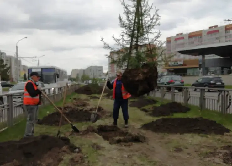 В Красноярске высаживают елки на проспекте Комсомольский
