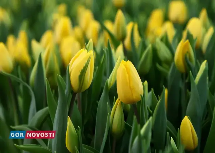 В теплицах Красноярска начали срезать первый урожай тюльпанов