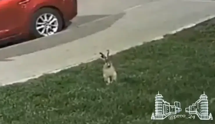 В Красноярске во дворе на улице Авиаторов увидели зайца