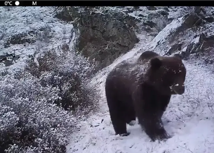 Популяция бурого медведя в Красноярском крае в три раза превышает оптимальное количество