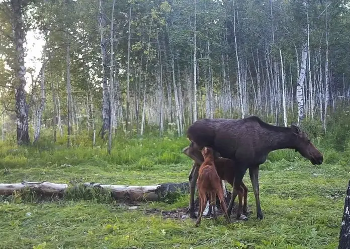 В заказнике Красноярского края в фотоловушку попали лоси и маралы