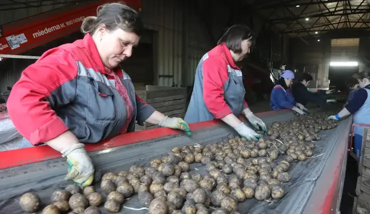 В Красноярском крае в июне заметно подорожали картофель, свекла и лук