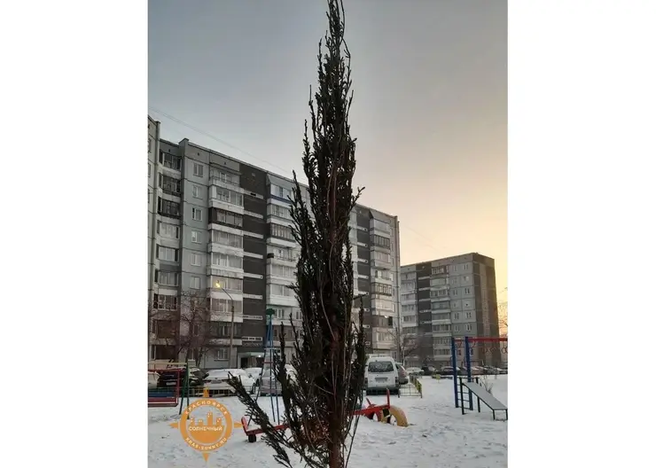 Жителям Солнечного в Красноярске установили во дворе «лысую» новогоднюю ёлку