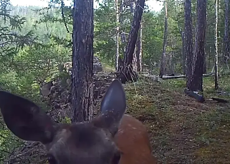 В заповеднике на севере Красноярского края самка оленя испугалась фотоловушки