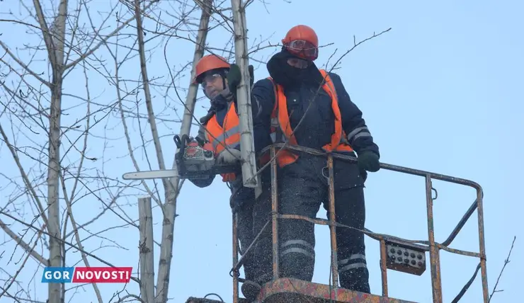 На улицах Красноярска идет омолаживающая обрезка деревьев