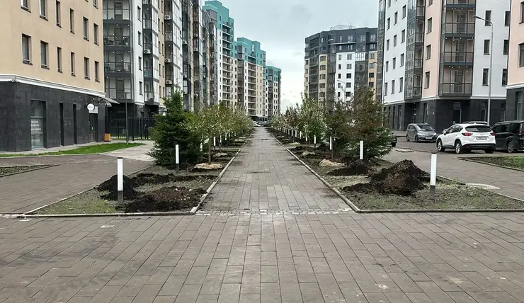 Больше 1400 новых крупномерных деревьев высадили в Красноярске за эту неделю