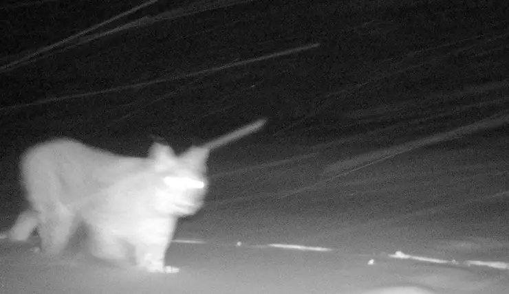 В заповеднике на севере Красноярского края в объектив фотоловушки впервые попала рысь