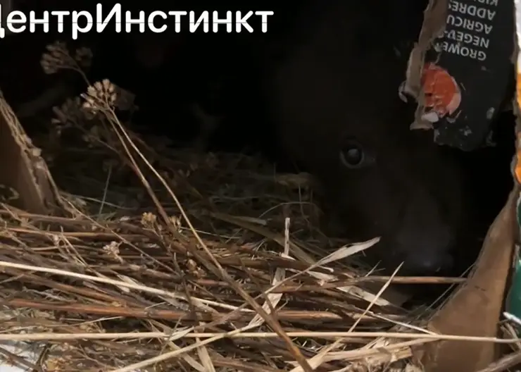 В Красноярске семья принесла домой медвежонка и держала у себя в квартире
