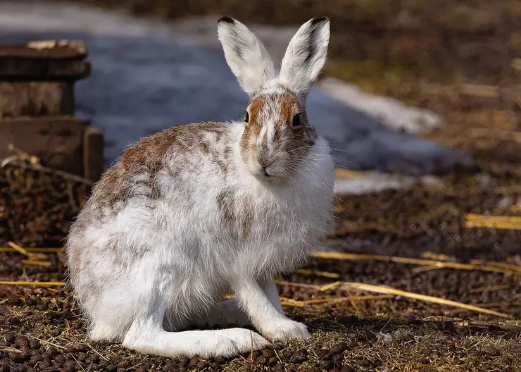 В красноярском «Роевом ручье» зайцы-беляки начали переодеваться в летние шубки