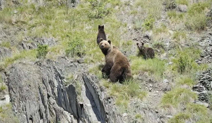В заповеднике на юге Красноярского края засняли игры медвежонка с мамой-медведицей
