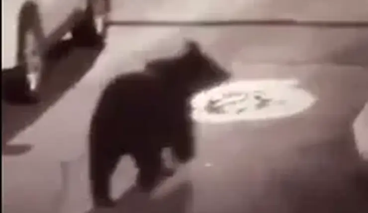«Ему около года»: в красноярском зоопарке рассказали о медведе, который гулял по городским улицам