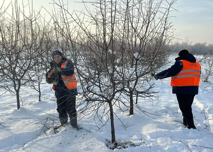 В Красноярске озеленители подготавливают деревья в питомниках к весеннему сезону