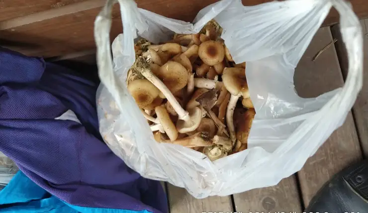 Красноярцев оштрафовали за сбор грибов на Столбах