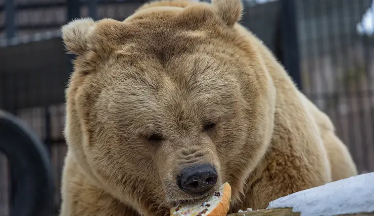 В Красноярске разбудили медведей