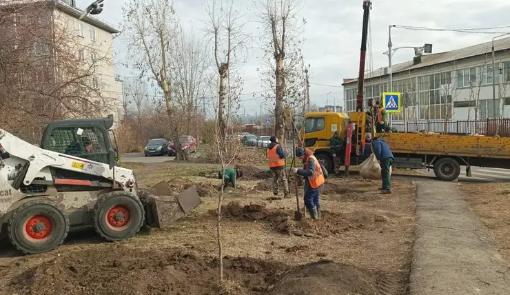 Почти 500 деревьев высадили озеленители за прошлую неделю в Красноярске