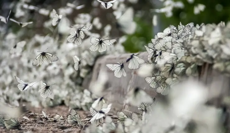 Под Красноярском заметили нашествие бабочек-капустниц