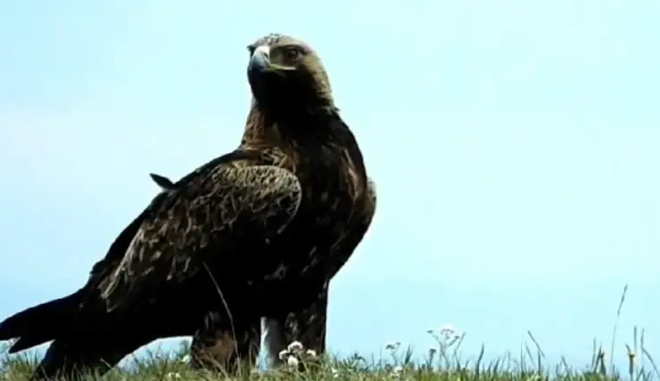 На юге Красноярского края лесные пожарные засняли краснокнижного беркута