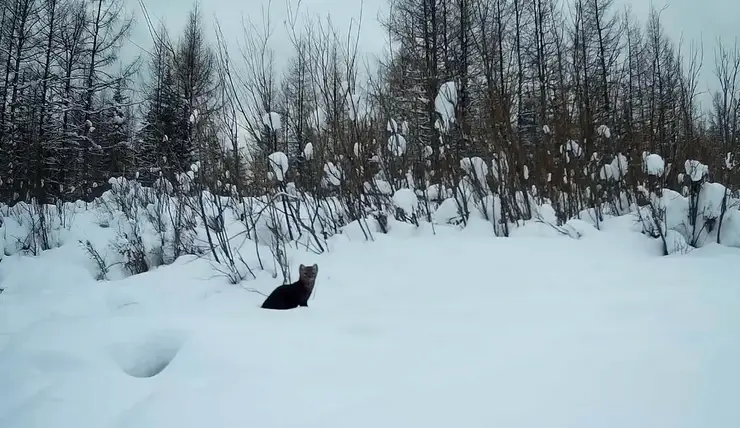 В заповеднике на севере Красноярского края сняли мстительного соболя