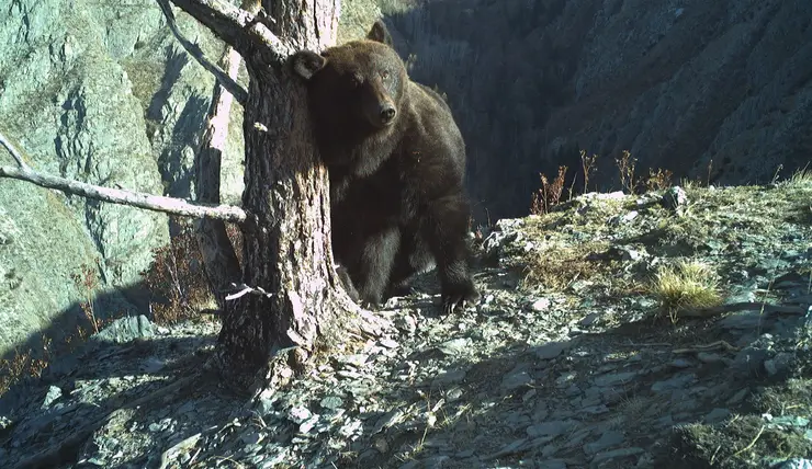 В Саяно-Шушенском заповеднике заметили «танцующих» медведей