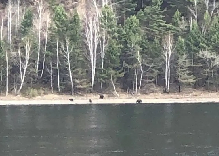 В Дивногорске в черте города заметили медвежье семейство
