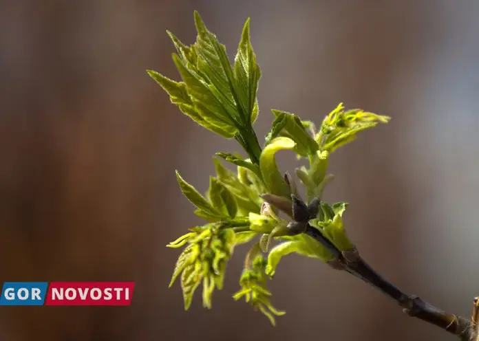 Рабочая неделя в Красноярске будет прохладной и дождливой