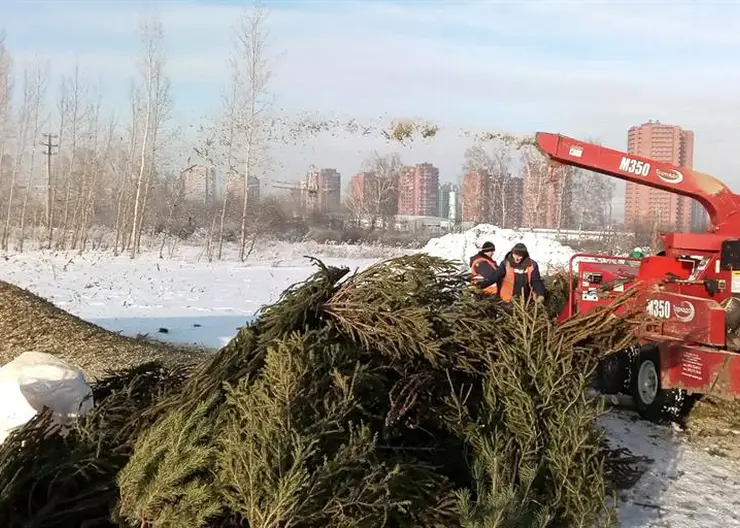 Красноярцы сдали в переработку более 1 тысячи новогодних ёлок