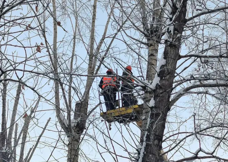 В Красноярске подрядчиков будут штрафовать за неправильную обрезку деревьев
