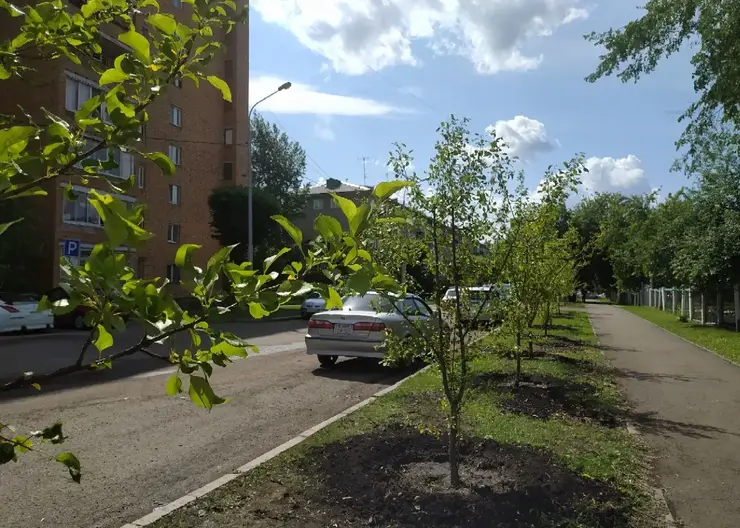 В Красноярске возле школы на улице Горького появился яблоневый сад