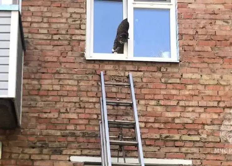 В Красноярском крае пожарные спасли застрявшего в окне кота