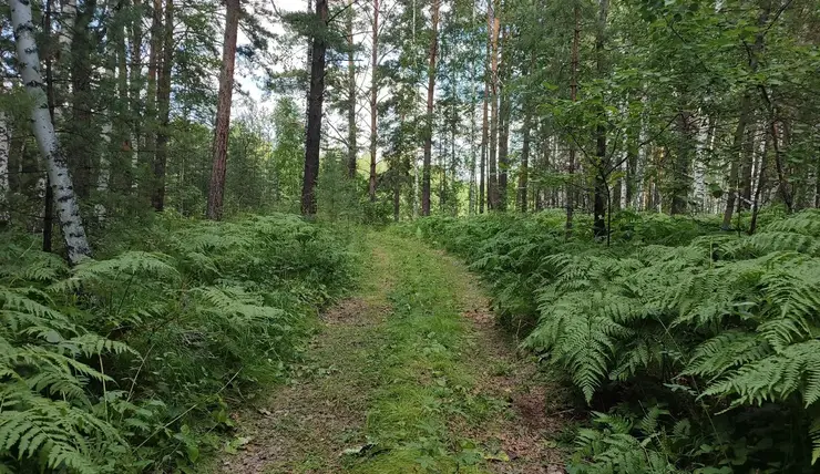 Бывшему главе лесничеств в Красноярском крае дали шесть с половиной лет  колонии за взятки и мошенничество