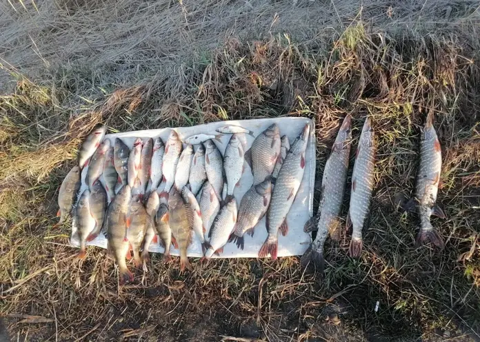 На двух жителей Красноярского края завели уголовное дело за рыбалку в запрещённый период